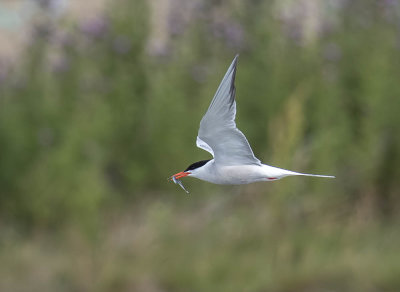 Common Tern