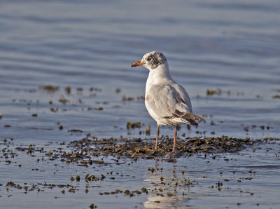 Mediterranean Gull (1st summer)