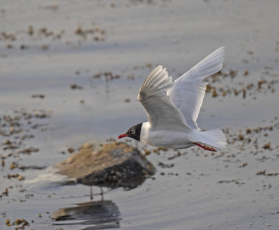 Mediterranean Gull