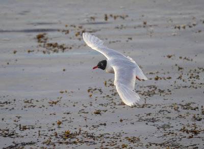Mediterranean Gull