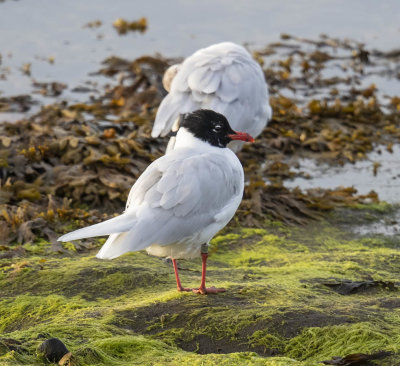 Mediterranean Gull