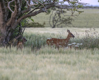 Roe doe and fawn