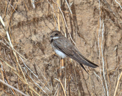 Sand Martin