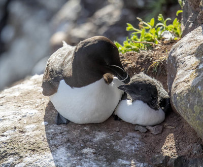 Razorbill and fledgling