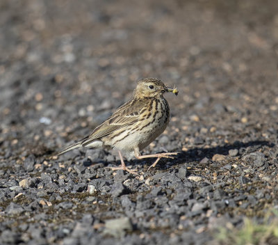 Meadow Pipit