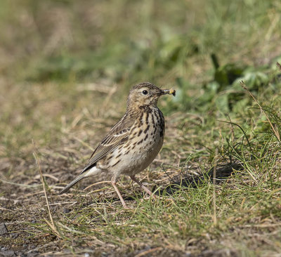 Meadow Pipit