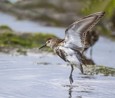 Dunlin