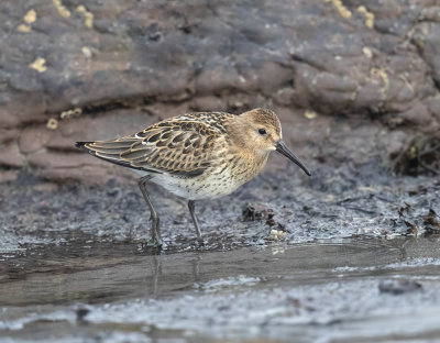 Dunlin (juvenile)