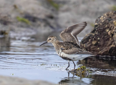 Dunlin