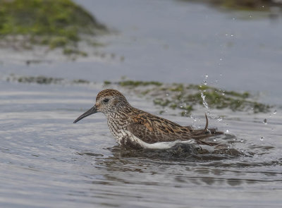 Dunlin