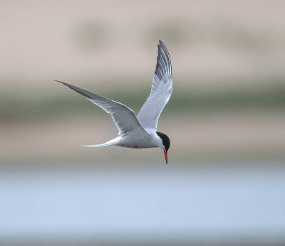 Common Tern