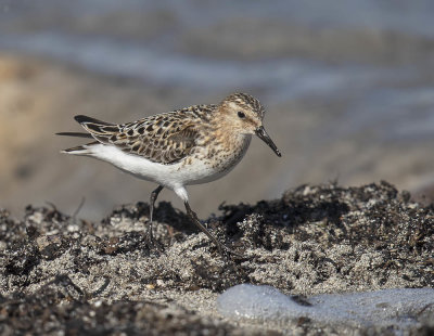 Little Stint