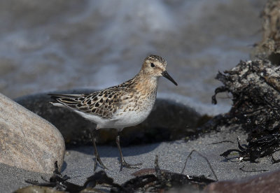 Little Stint