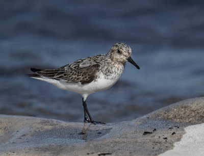 Sanderling