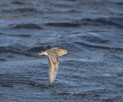 Little Stint