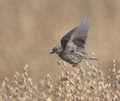 Meadow Pipit
