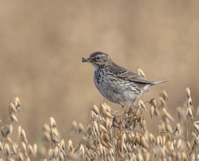Meadow Pipit