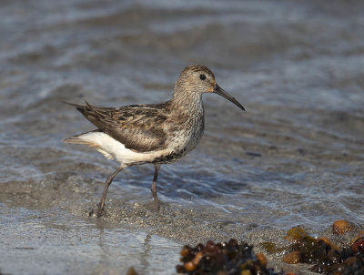 Dunlin