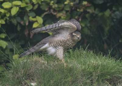 Sparrowhawk (juvenile)