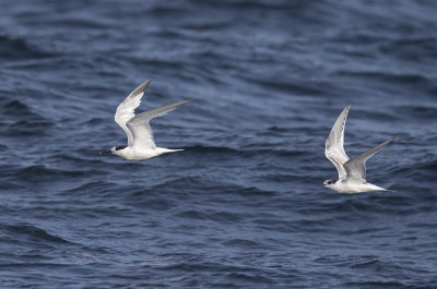 Sandwich Terns (adult and juvenile)