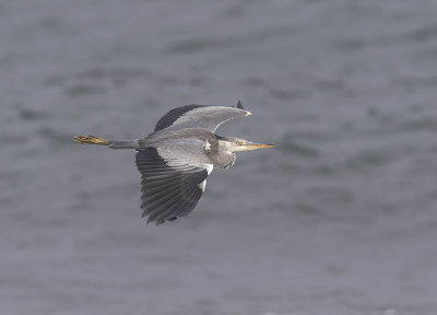 Grey Heron