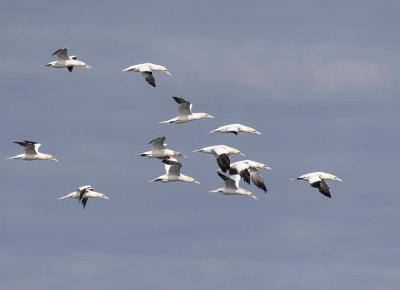 Gannets