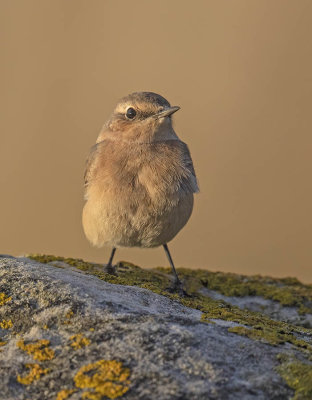 Wheatear