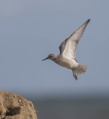 Knot (juvenile)