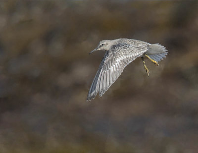 Knot (juvenile)