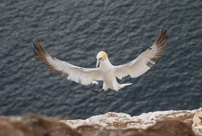 Gannet