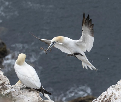 Gannet