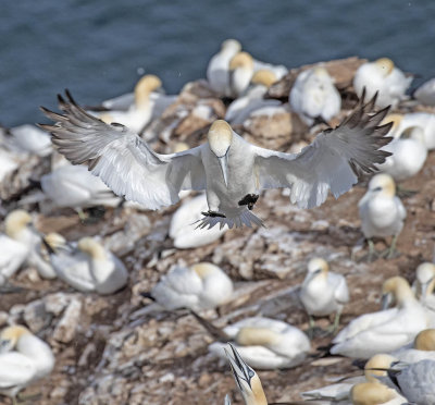 Gannet