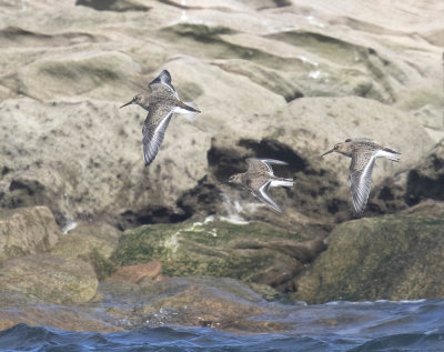 Dunlin