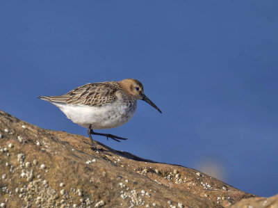 Dunlin