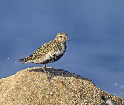 Golden Plover