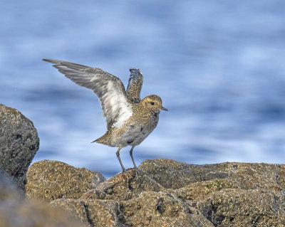 Golden Plover