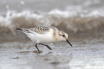 Sanderling