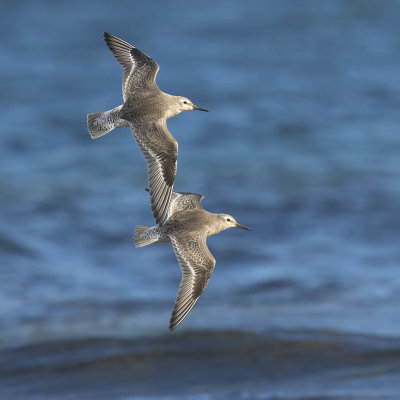 Knot (juvenile)