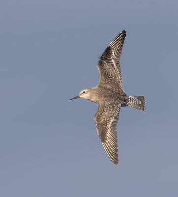 Knot (juvenile)