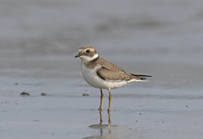 Ringed Plover (juvenile)