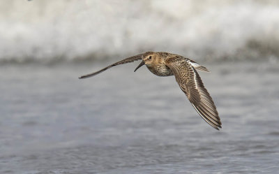 Dunlin