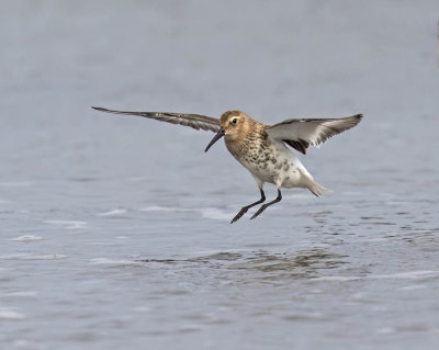 Dunlin