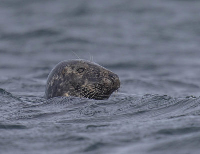 Grey Seal