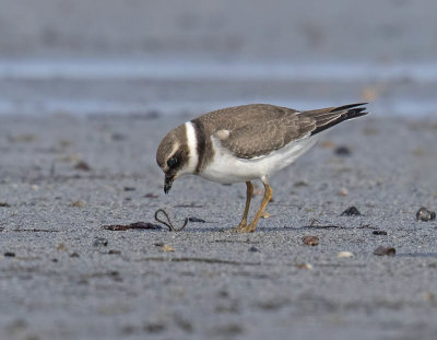 Ringed Plover