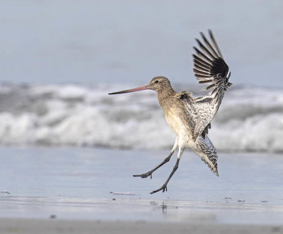 Bar-tailed Godwit