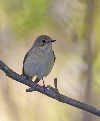 Pied Flycatcher