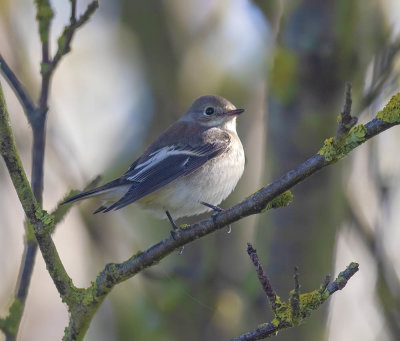 Pied Flycatcher