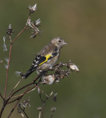 Goldfinch