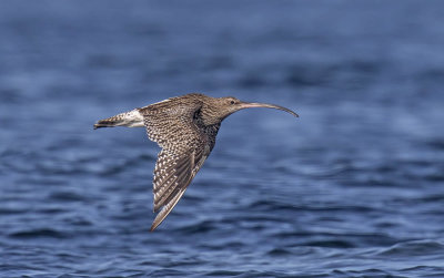 Curlew