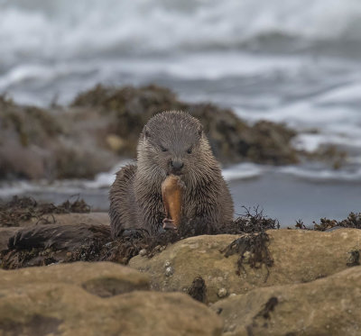 Otter